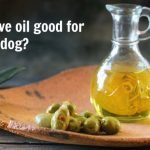 Is Olive Oil Good for Dogs?