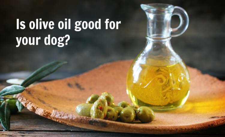 Is Olive Oil Good for Dogs?