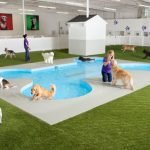 Jfk The Most Pet Friendly Airport In America?