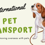 Moving Pets Internationally?