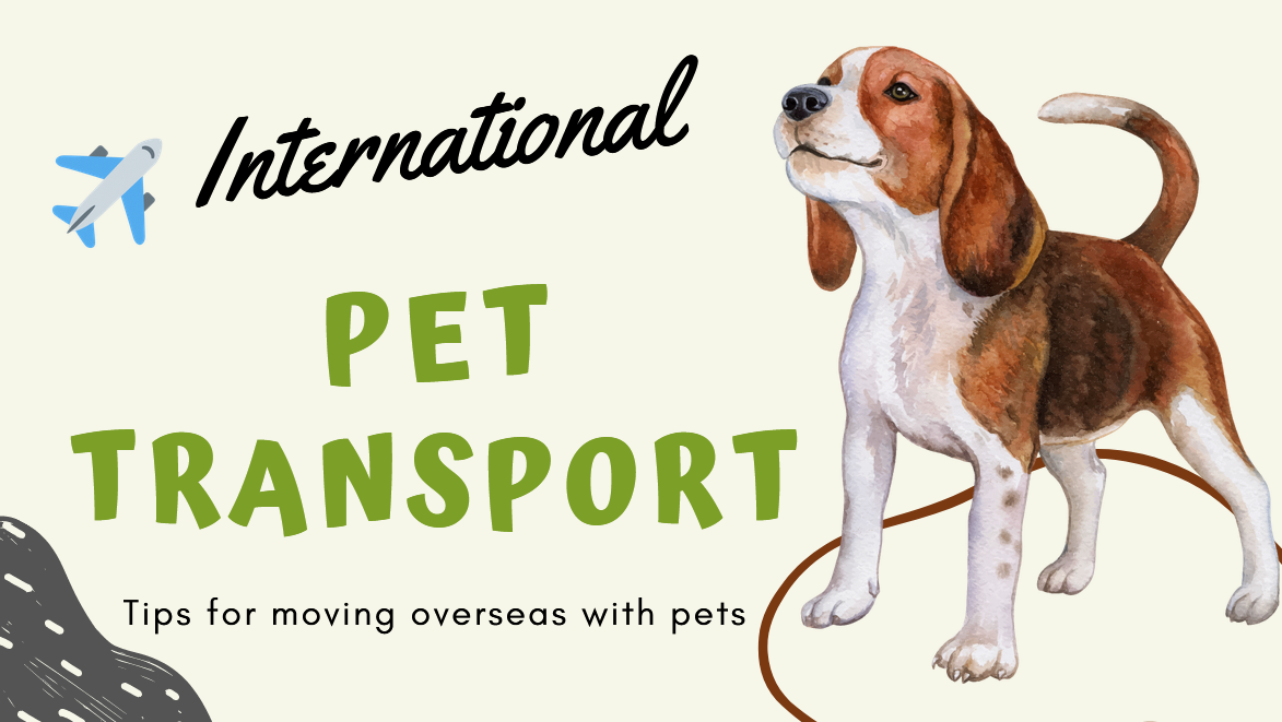 Moving Pets Internationally?