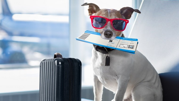 about us New Airport Guidelines Remove Dog Breed Bans For Emotional Support Animals