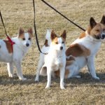 about us Norrbottenspets: Dog Breed Characteristics And Care