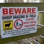 ‘Out of Control’: In Dartmoor, Dogs Are Attacking Sheep