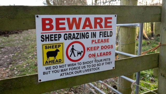 ‘Out of Control’: In Dartmoor, Dogs Are Attacking Sheep