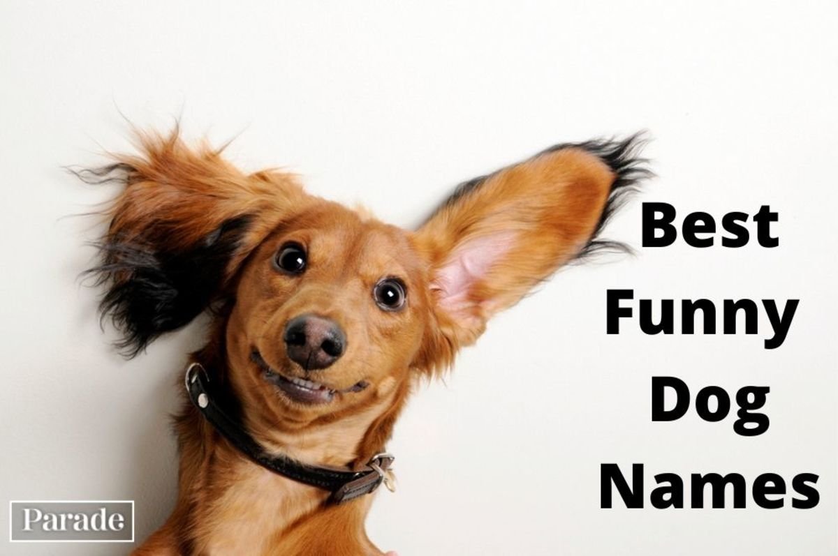 Over 90 Ironic Dog Names for Fat Dogs