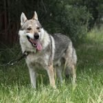 Should You Keep a Wolf Dog As a Pet?