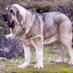 Spanish Mastiff: Dog Breed Characteristics & Care