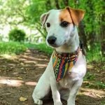 Top 150+ Best Jack Russell Terrier Dog Names