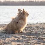 Top 50 Unique Non-Human Dog Names