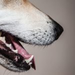 What To Do If Your Dog Has a Loose Tooth